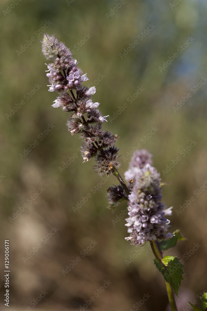 Salbei, (Salvia), Nordrhein-Westfalen, Deutschland Salbei, (Salvia), Nordrhein-Westfalen, Deutschland