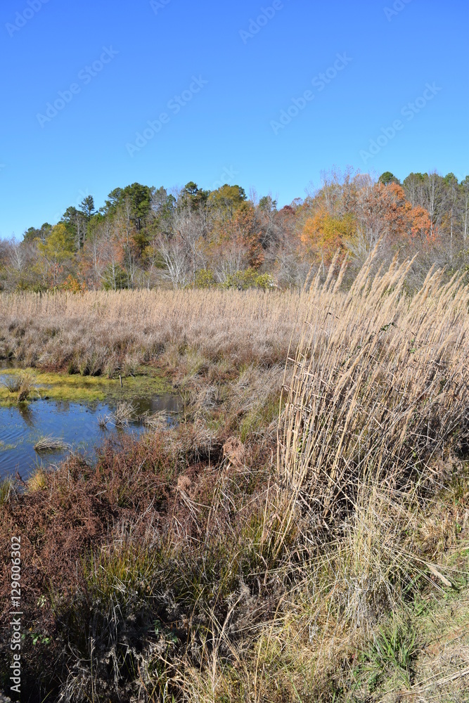 Wetland in fall in Mississippi