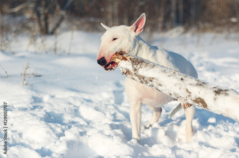 White English Bull Terrier play with a stick on nature