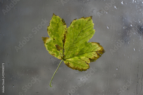 Autumn/ Fall maple leaf on glass with window natural water/ rain drops