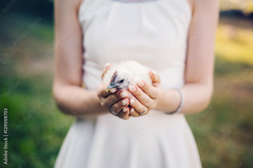 Woman hands holding little chicken. Harmony with nature, birds and animals