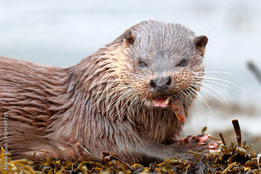 Fototapeta premium Otter eating