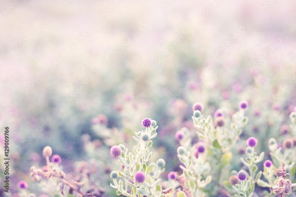 Light Color Blurred Flowers Flowers Background, Wallpaper, Blurry