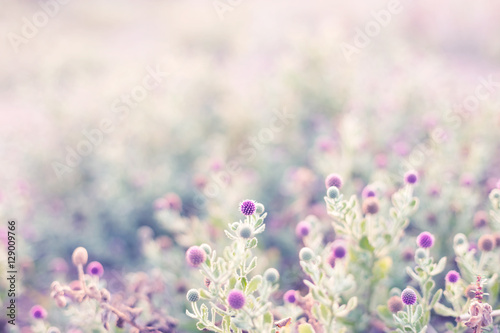 Blurred pink flower field with light. Abstract background.
