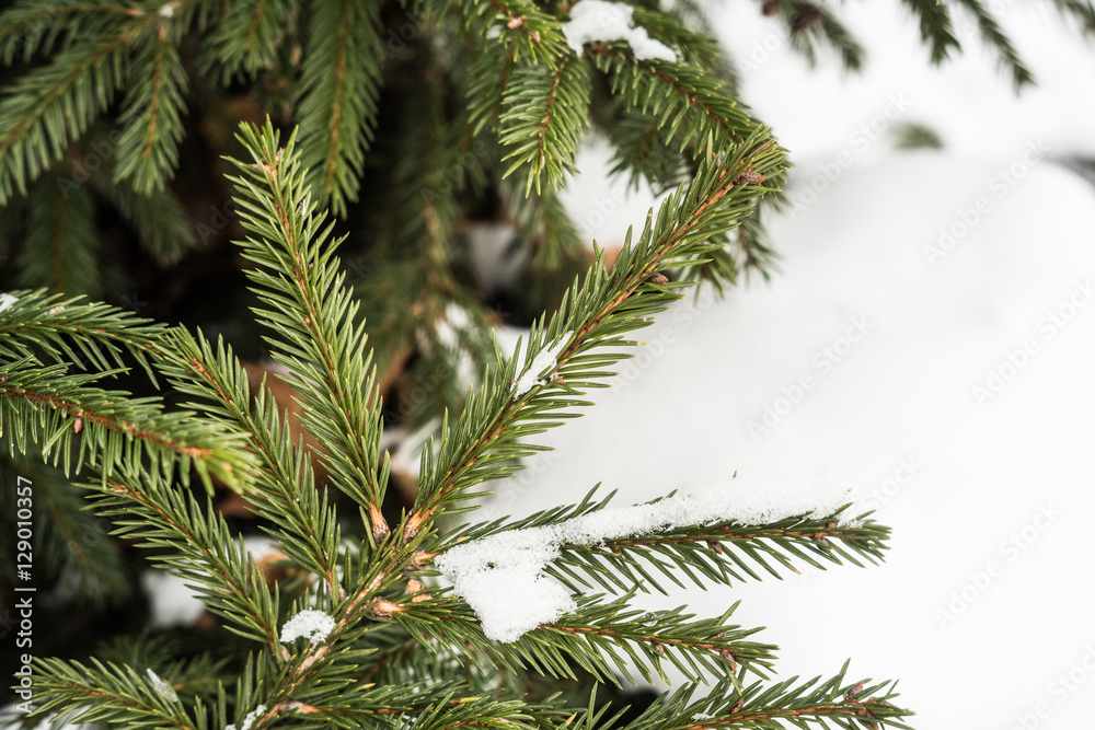 Green fir cones and needles under the snow. Natural background for the holiday, winter design Green fir cones and needles under the snow. Natural background for the holiday, winter design