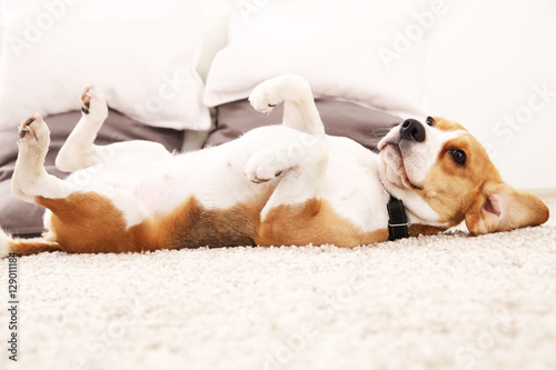 Canvas Print Funny beagle at home. Dog lie on carpet on its back.