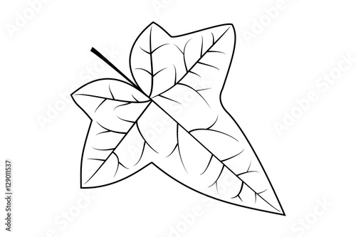 Ivy, ivy leaf