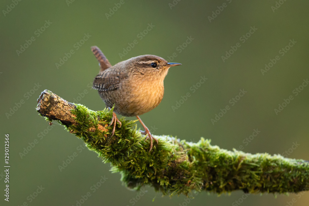 Tableau sur toile Troglodyte mignon