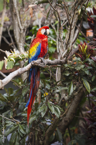 Full length of a macaw bird sitting in a tree in the jungle