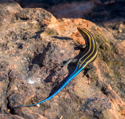 Blue Tailed Skink