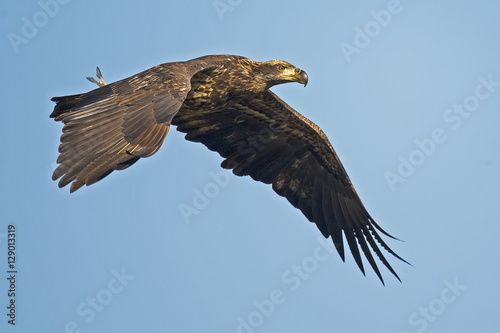 Juvenile Bald Eagle in Flight with Fish