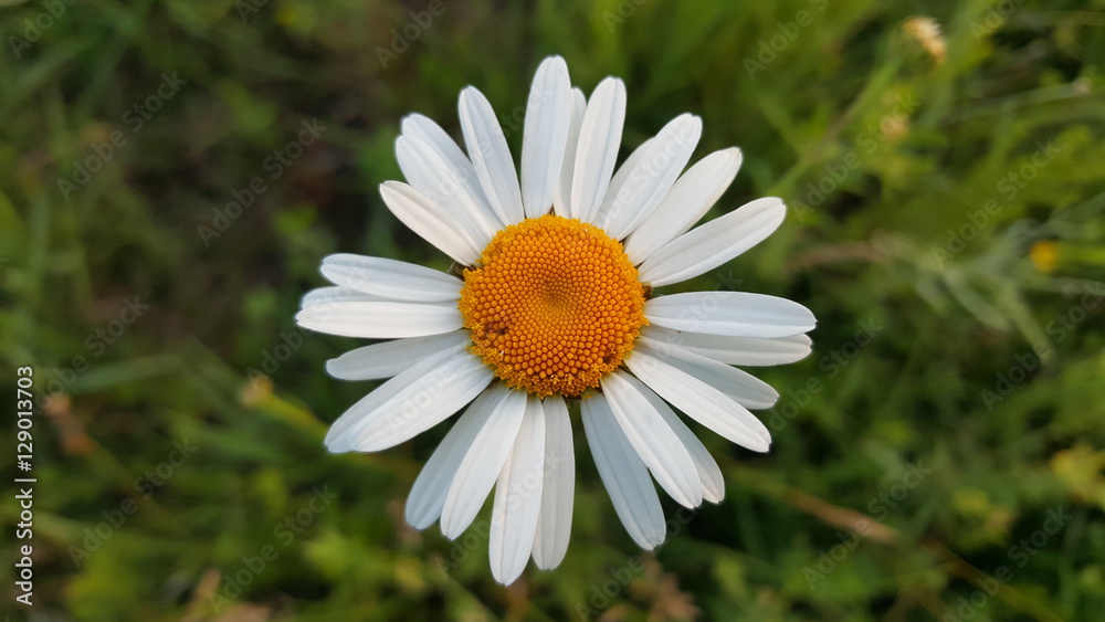 Fototapeta premium Wild chamomile flower