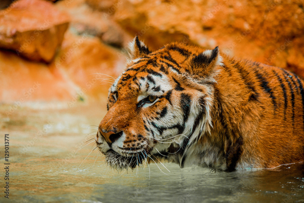 Tigre se baignant dans la rivière