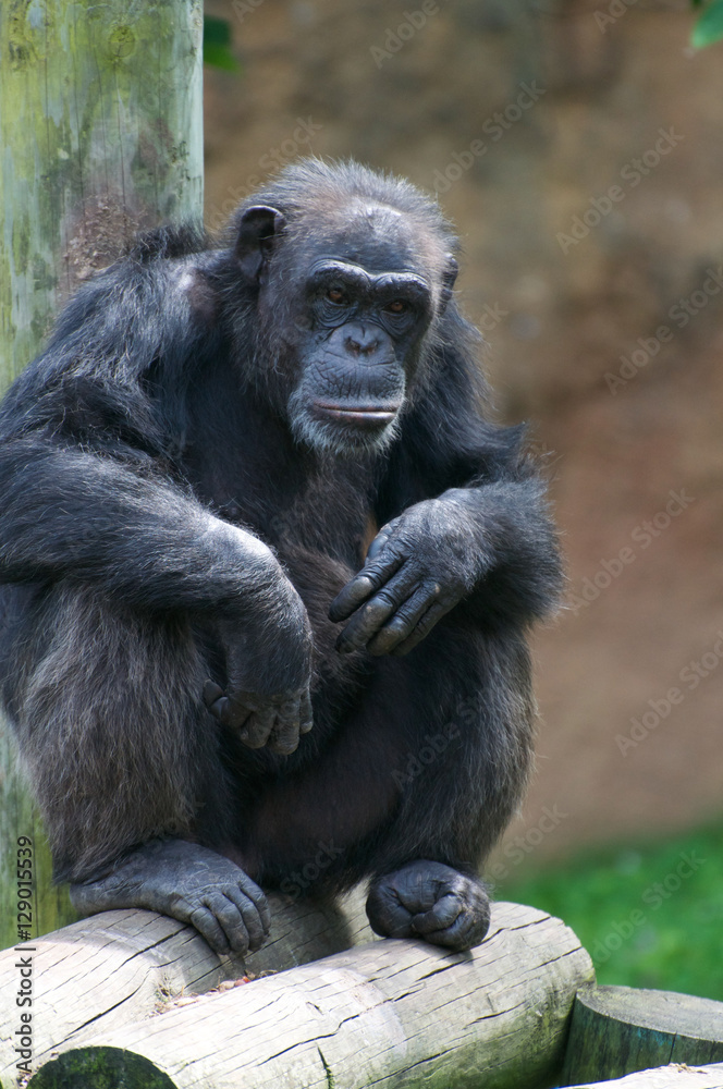 Ape contenplating