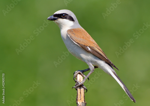 Red-backed shrike posing at the very top photo