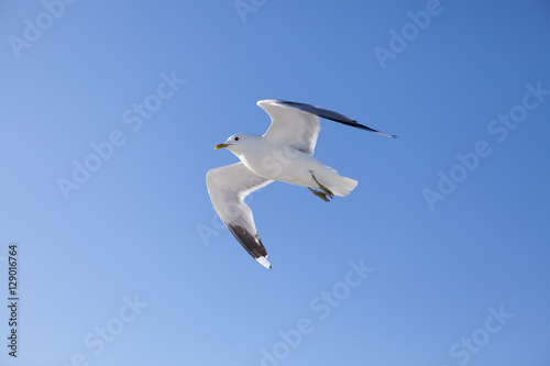 "flying Seagull Sunny day at sea"