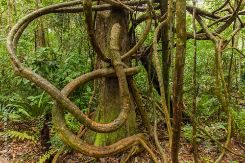 Tangled lianas in the tropical forest photo
