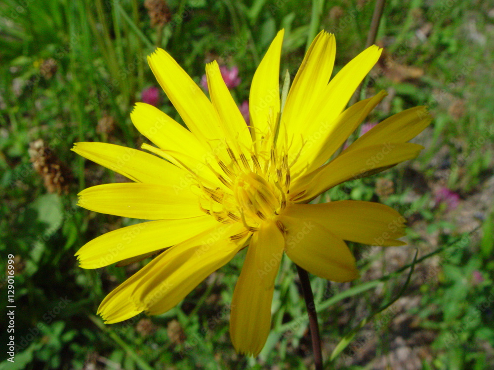 Blüte Kopfsalat Blüte Kopfsalat