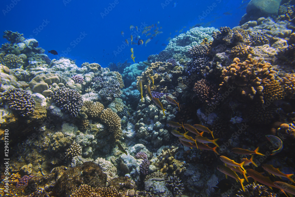 School of bright orange fishes over sunlit coral reef in the Red Sea, Egypt