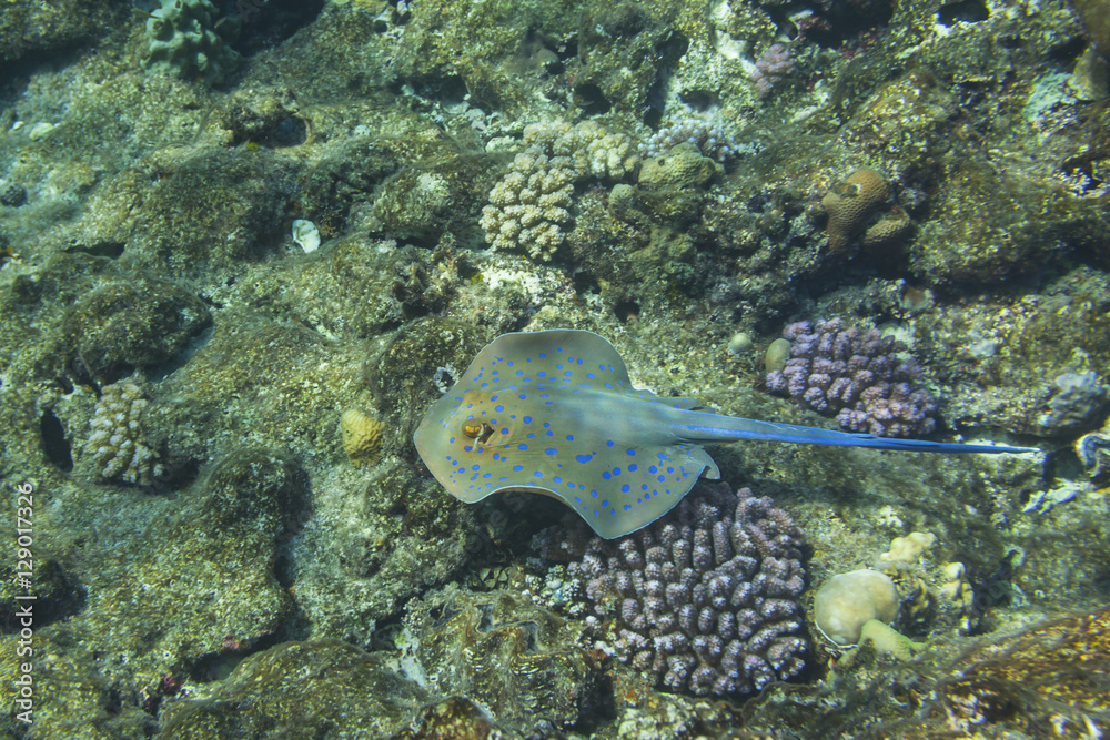 Fototapeta premium Blue-spotted stingray over coral reef, Marsa Alam, Egypt