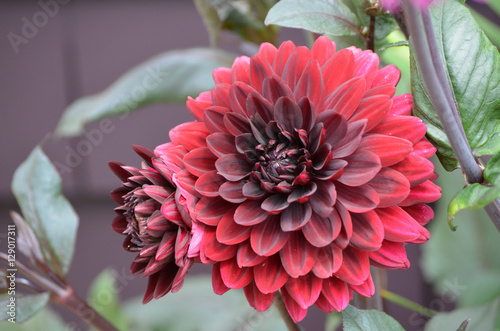 Fototapeta Naklejka Na Ścianę i Meble -  Blooming Red Dahlia Flowers
