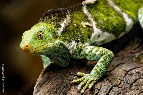 Fijian crested iguana  Brachylophus vitiensis  on Viti Levu Isla