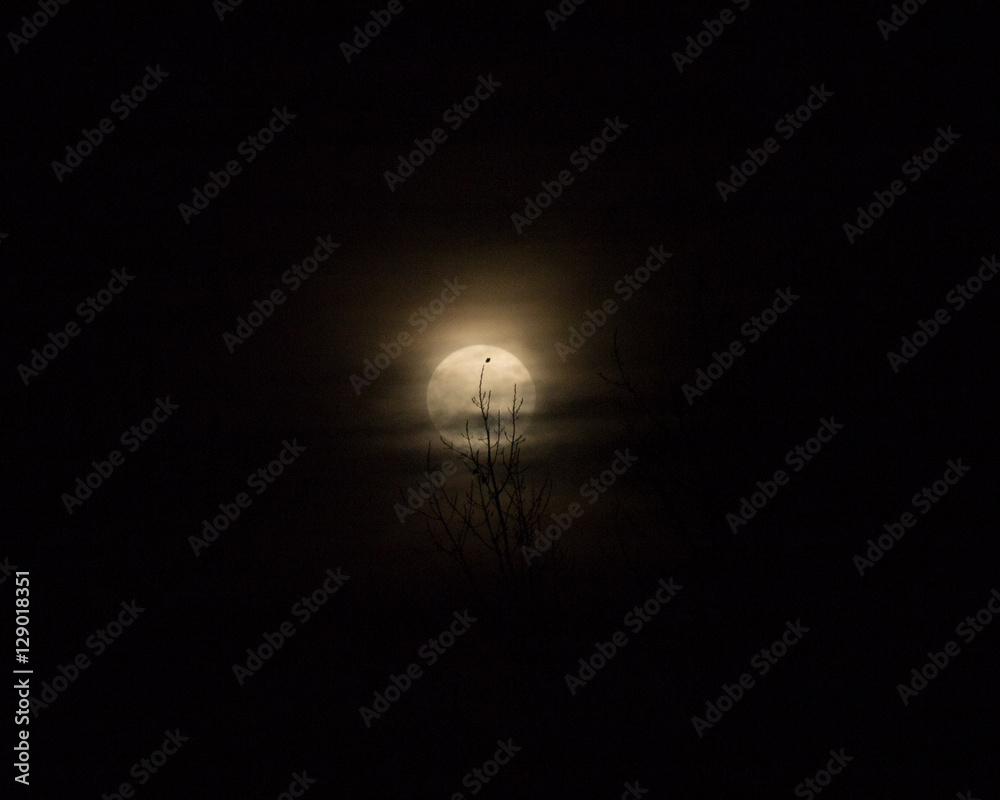 Fototapeta premium fullmoon