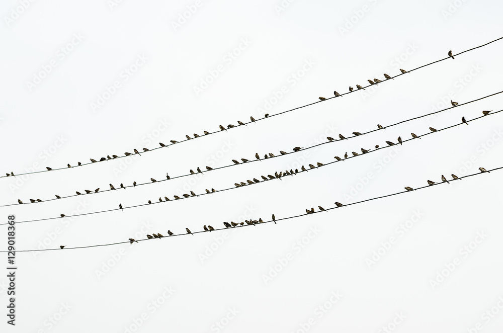 Flock of sparrows sitting on electric wires Flock of sparrows sitting on electric wires