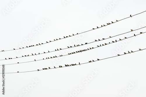 Flock of sparrows sitting on electric wires