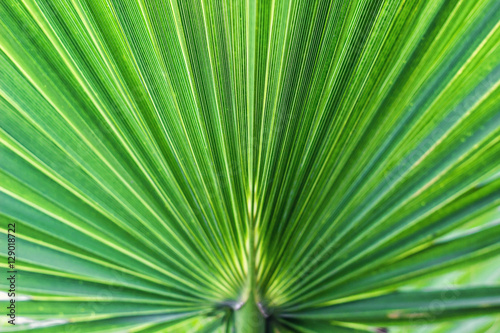 Washingtonia filifera Desert Fan Palm American Cotton Palm Arizona Fan Palm Stripped tropical pointy leaves Ribbed leaf Washingtonia palm background texture stock macro photo close up selective focus