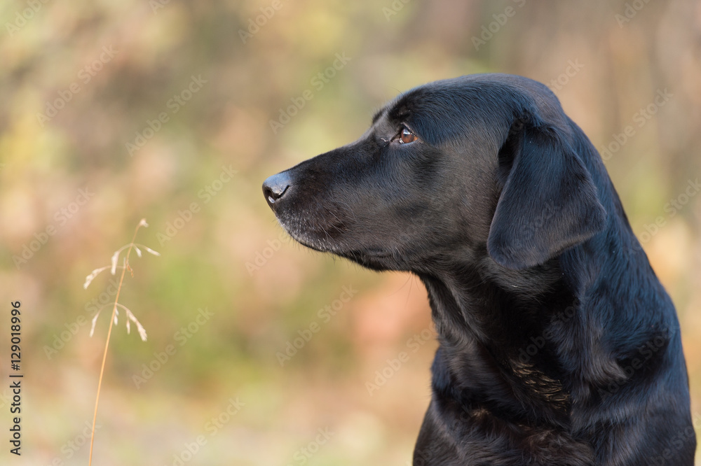 Purebred labrador retriever dog outdoors in the nature on grass meadow on a summer day. Purebred labrador retriever dog outdoors in the nature on grass meadow on a summer day.