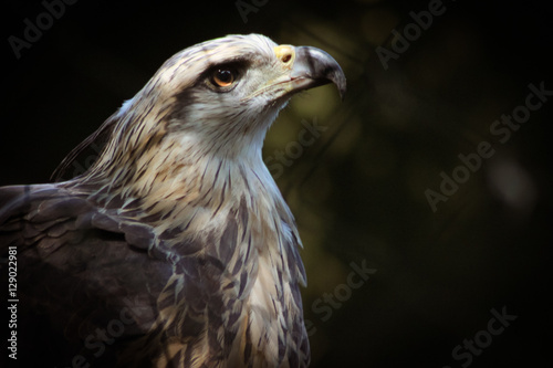 Valokuva One captive eagle