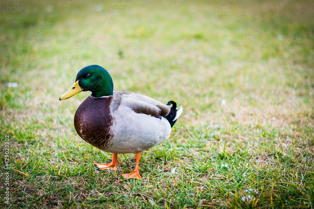 Duck in Chincoteague Island, Virginia. Duck in Chincoteague Island, Virginia.