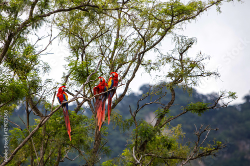 Macaw birds in a tree in a rainforest