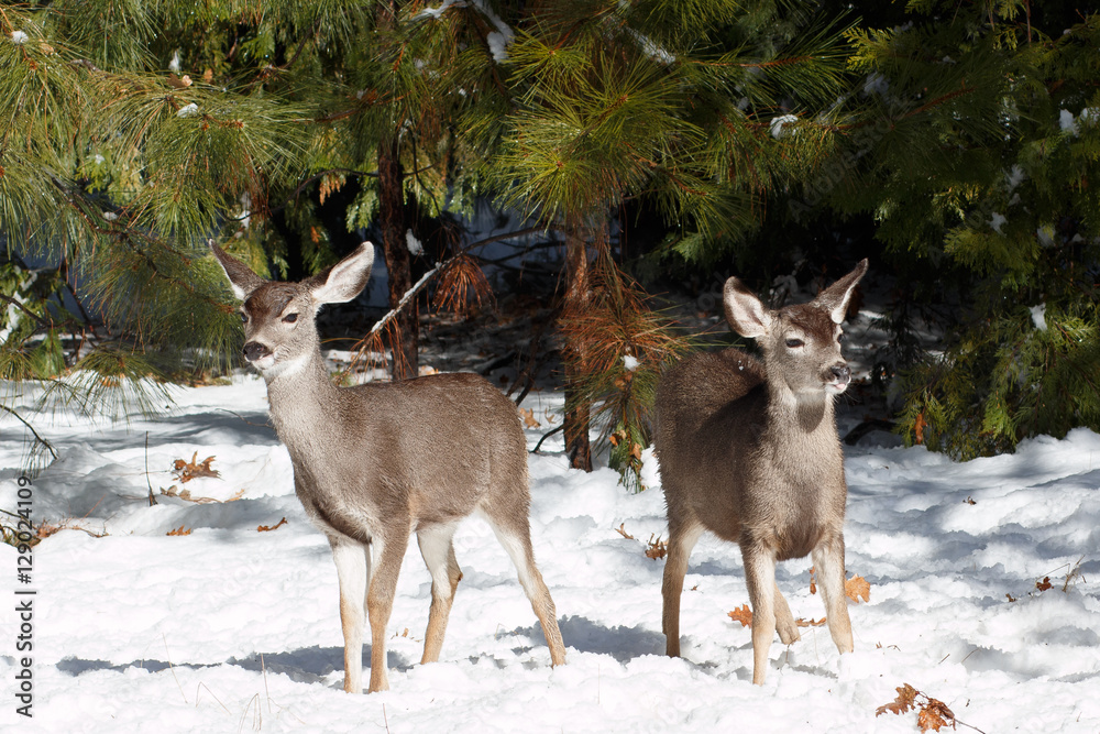 Obraz premium Mule deer fawns standing in snow