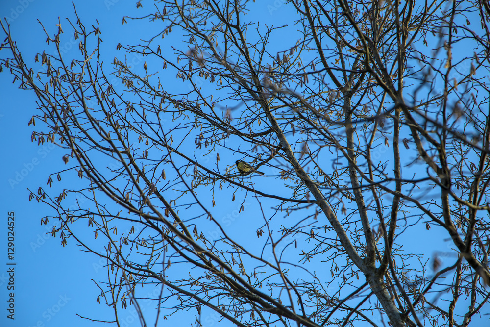 bird on a tree against the sky bird on a tree against the sky