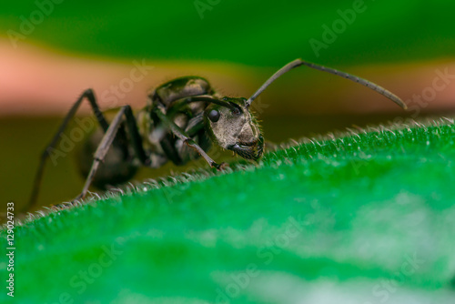 Male Worker Golden Weaver Ant (Polyrhachis dives) with three Ocelli, the simple eyes on its head, crawling on a leaf photo