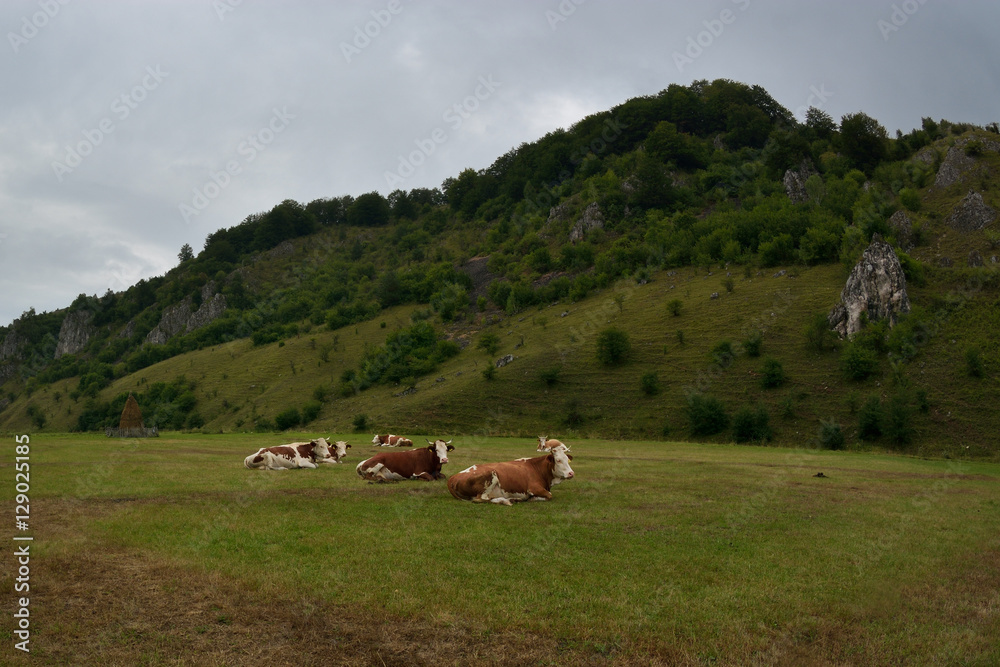 mountain landscape in summer morning - Fundatura Ponorului, Romania