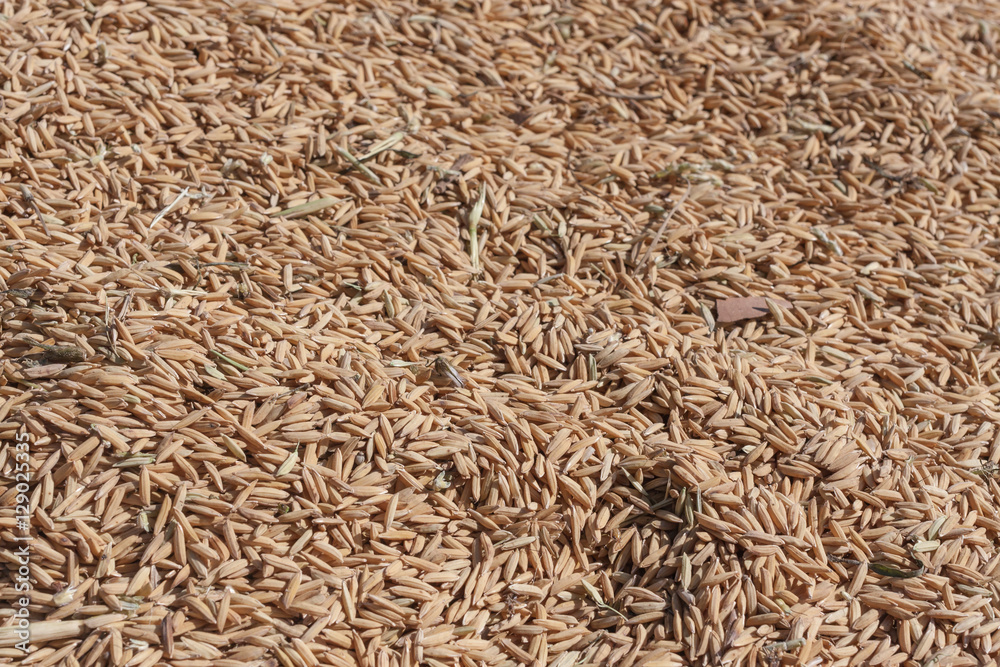 Agriculture Rice Seed / After Harvesting Agriculture Rice Seed From Farmer In Rural Thailand. Agriculture Rice Seed / After Harvesting Agriculture Rice Seed From Farmer In Rural Thailand.