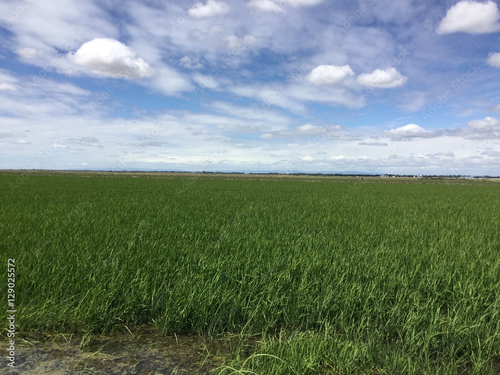 Scene, Sky, Clouds, Rice Field, Grass