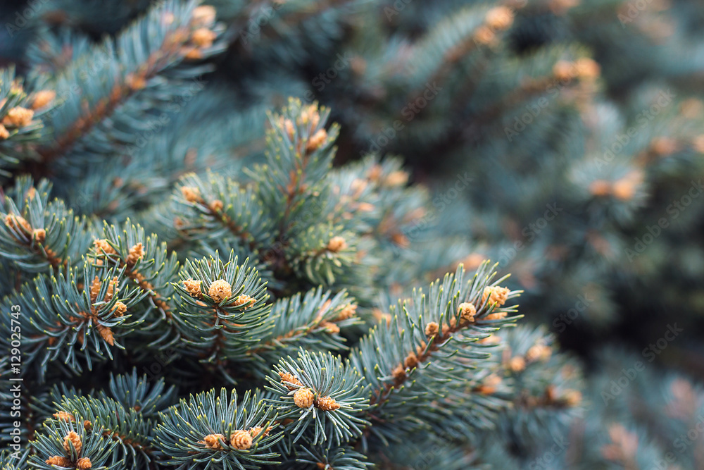 Fir branches Blue lush spruce branch textured background green spruce white spruce Colorado spruce or Colorado blue spruce scientific name Picea pungens species Fluffy Christmas tree Coniferous forest