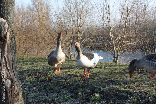 Cackling goose photo