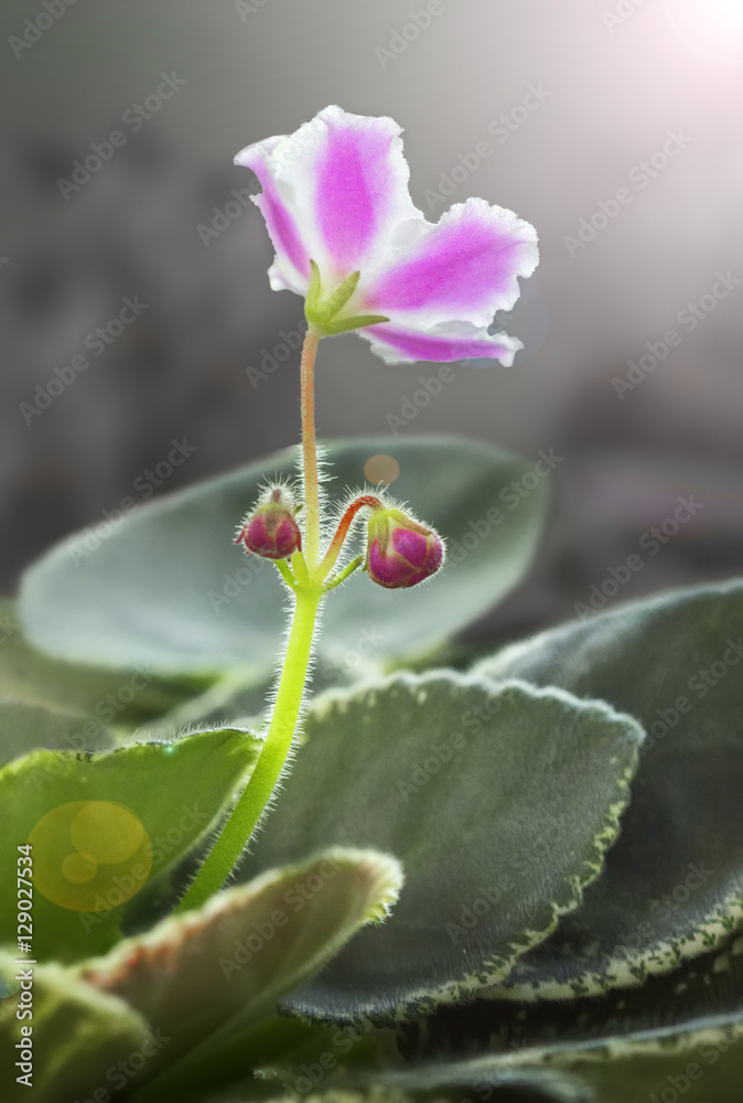Viola flower. Viola flower.