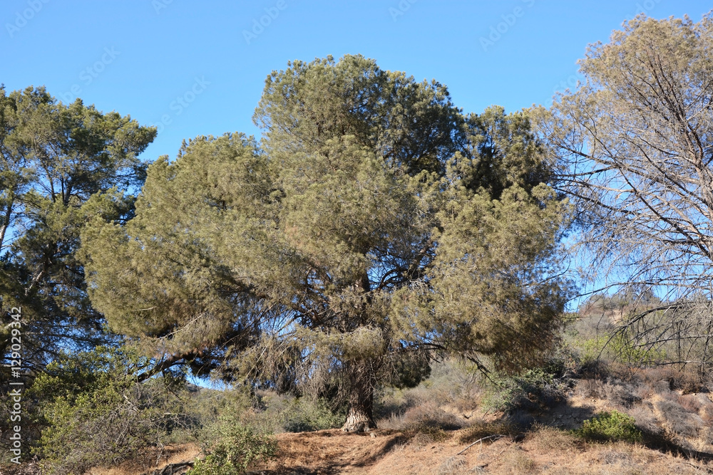 Big cedar tree at the summer season