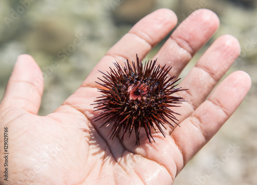 Urchin on the male hand.