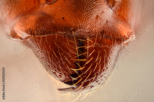 Extreme magnification - Ant jaws