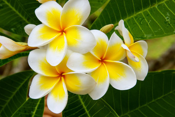 Keuken achterwand Frangipani Witte en gele plumeria bloemen  © donyanedomam