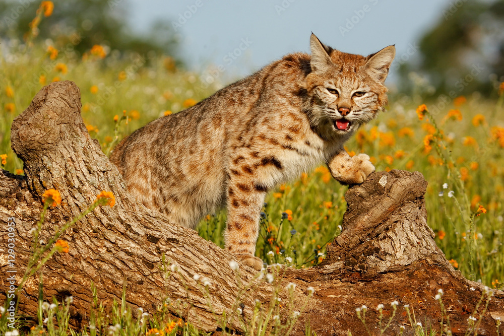 Fototapeta premium Bobcat standing on a log