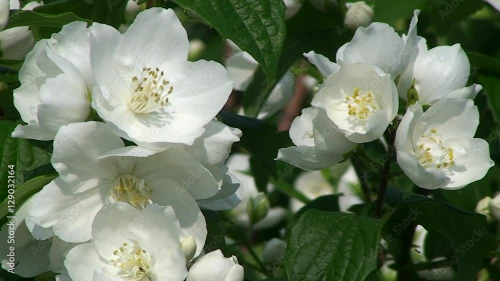 Die weißen Blüten des Jasminstrauches bewegen sich im Wind Die weißen Blüten des Jasminstrauches bewegen sich im Wind