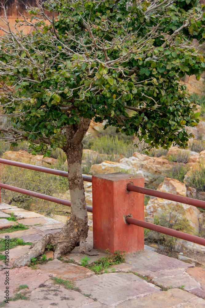 Tree growing out of stone path in Jaigarh Fort near Jaipur, Raja Tree growing out of stone path in Jaigarh Fort near Jaipur, Raja